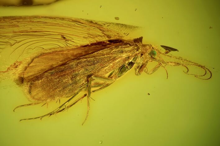 Blue Eyed Fossil Caddisfly (Trichopterae) In Baltic Amber #102799